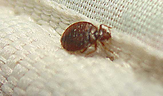 How Do You Get Bed Bugs?